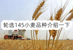 <strong>轮选145小麦品种介绍一下</strong>
