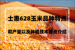 <strong>士惠628玉米品种特点和产量以及种植技术要点介绍</strong>