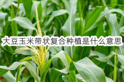 <strong>大豆玉米带状复合种植是什么意思</strong>