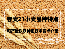<strong>存麦21小麦品种特点和产量以及种植技术要点介绍</strong>