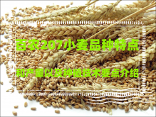 <strong>百农207小麦品种特点和产量以及种植技术要点介绍</strong>