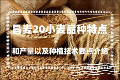 <strong>昌麦20小麦品种特点和产量以及种植技术要点介绍</strong>