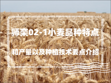 <strong>师栾02-1小麦品种特点和产量以及种植技术要点介绍</strong>