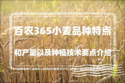 <strong>百农365小麦品种特点和产量以及种植技术要点介绍</strong>