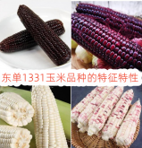 东单1331玉米品种的特征特性