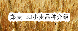 <strong>郑麦132小麦品种介绍</strong>
