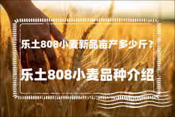 <strong>乐土808小麦新品亩产多少斤？乐土808小麦品种介绍</strong>