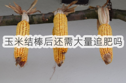 <strong>玉米结棒后还需大量追肥吗</strong>