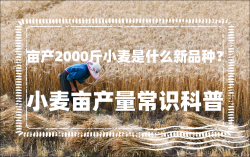 <strong>亩产2000斤小麦是什么新品种？如何提高小麦亩产量？</strong>