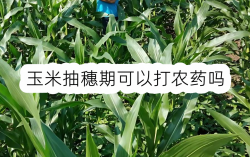 <strong>玉米抽穗期可以打农药吗</strong>
