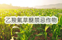 <strong>乙羧氟草醚禁忌作物</strong>