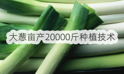 <strong>大葱亩产20000斤种植技术</strong>