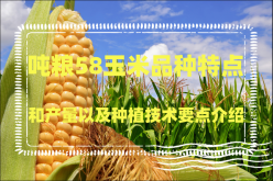 <strong>吨粮58玉米品种特点和产量以及种植技术要点介绍</strong>