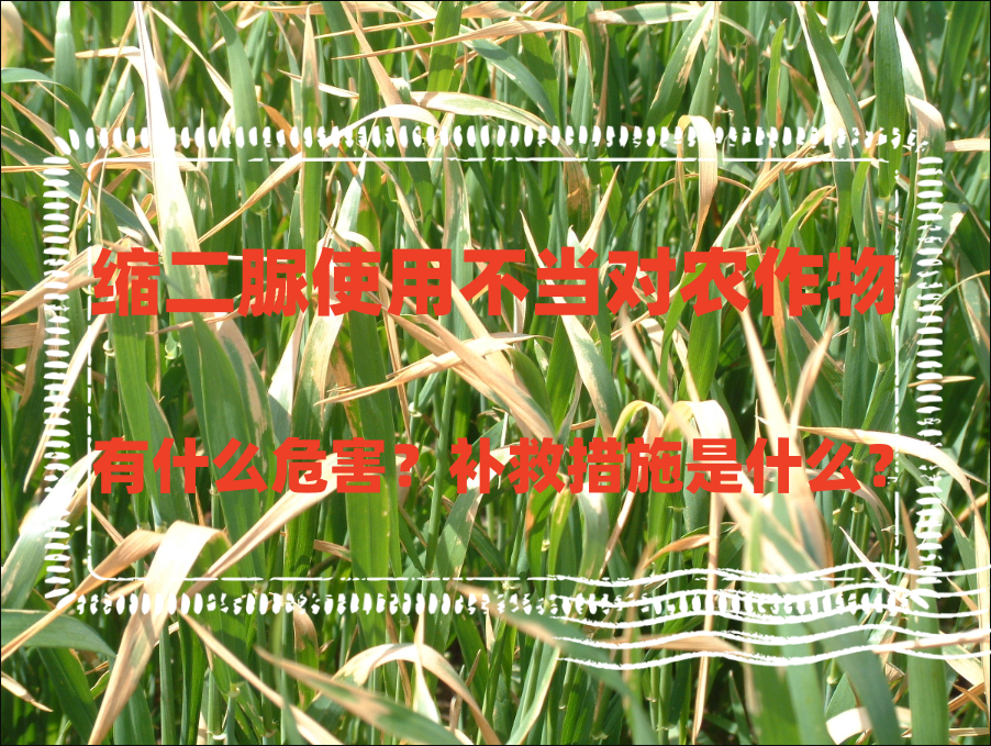 缩二脲使用不当对农作物有什么危害?补救措施是什么?