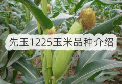 <strong>先玉1225玉米品种介绍</strong>