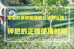 <strong>常见的果树施钾肥应该怎么施？钾肥的正确使用时间</strong>