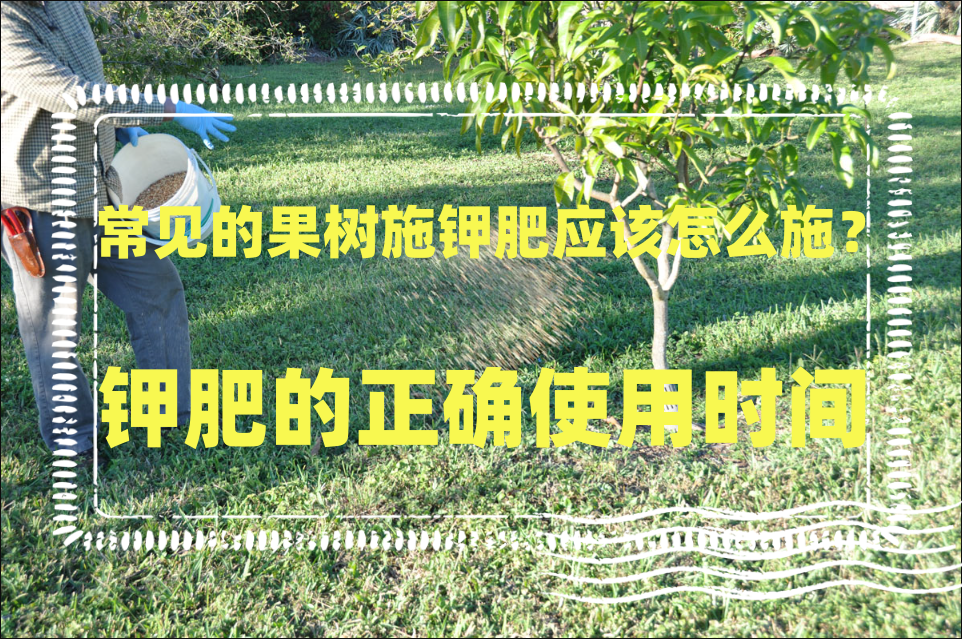 常见的果树施钾肥应该怎么施?钾肥的正确使用时间