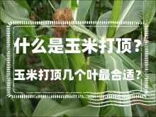 <strong>什么是玉米打顶？玉米打顶几个叶最合适？</strong>
