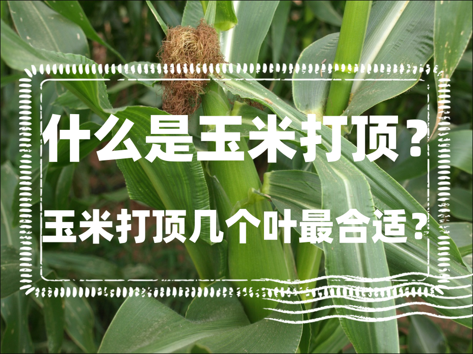 什么是玉米打顶?玉米打顶几个叶最合适?