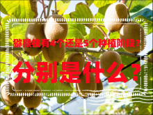 <strong>猕猴桃有4个还是5个种植阶段？分别是什么？</strong>