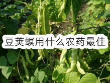 <strong>豆荚螟用什么农药最佳</strong>