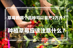 <strong>草莓的哪个品种可以亩产2万斤？种植草莓应该注意什么？</strong>