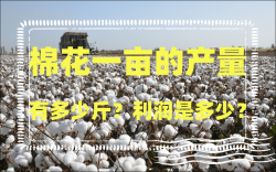 <strong>棉花一亩的产量有多少斤？利润是多少？</strong>