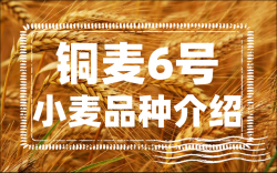 <strong>铜麦6号小麦品种介绍</strong>
