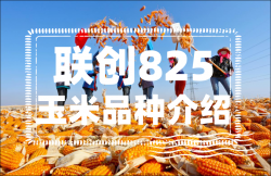 <strong>联创825玉米品种介绍</strong>
