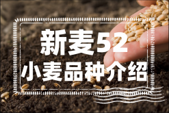 <strong>新麦52小麦品种介绍</strong>