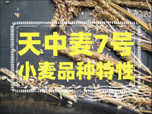 <strong>天中麦7号小麦品种特性</strong>