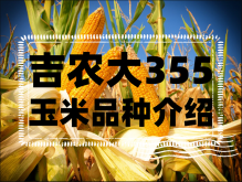 <strong>吉农大355玉米品种介绍</strong>