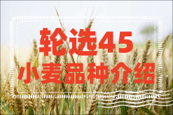 <strong>轮选45小麦品种介绍</strong>