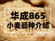 华成865小麦品种介绍