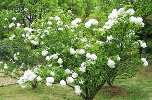 1474426338580068.jpg 绣球花有毒吗 绣球花气味有毒吗