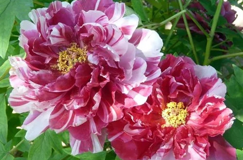 1669450653851940.jpg 牡丹花冬天怎么养护?有哪些养护方法?