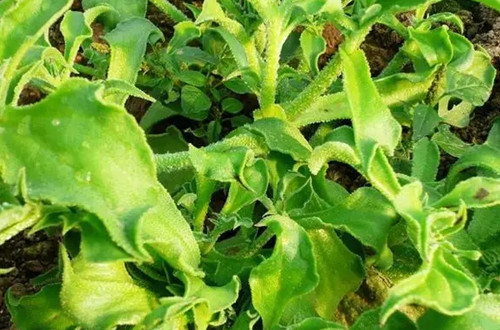 非洲冰草哪个时候可以种植，要怎么养护？