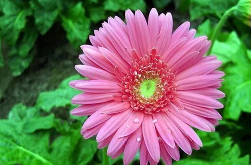 1668596088213207.jpg 非洲菊冬天还能开花吗?冬天怎么养护?