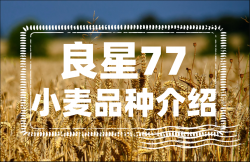 <strong>良星77小麦品种介绍</strong>