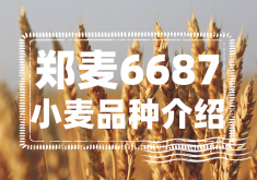 <strong>郑麦6687小麦品种介绍</strong>