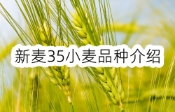 <strong>新麦35小麦品种介绍</strong>