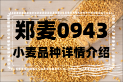 郑麦0943小麦品种详情介绍