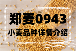 <strong>郑麦0943小麦品种详情介绍</strong>