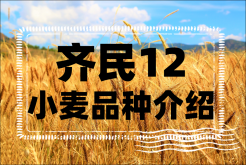 <strong>齐民12小麦品种介绍</strong>