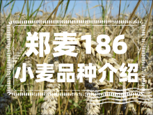 郑麦186小麦品种介绍