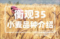 <strong>衡观35小麦品种介绍</strong>