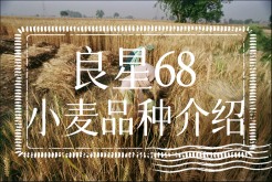 <strong>良星68小麦品种介绍</strong>