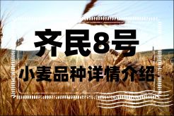 <strong>齐民8号小麦品种详情介绍</strong>