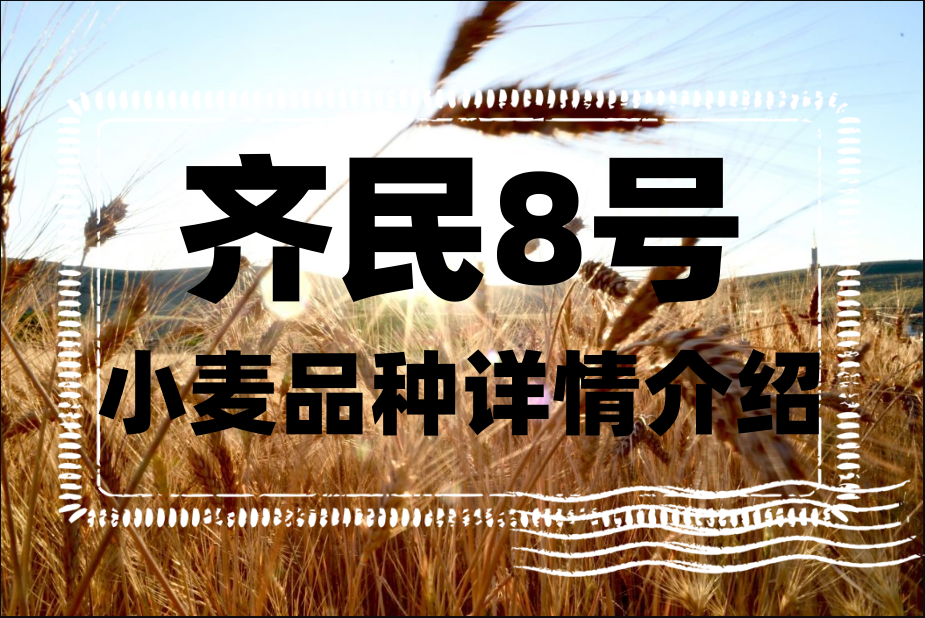 齐民8号小麦品种详情介绍