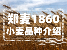 <strong>郑麦1860小麦品种介绍</strong>